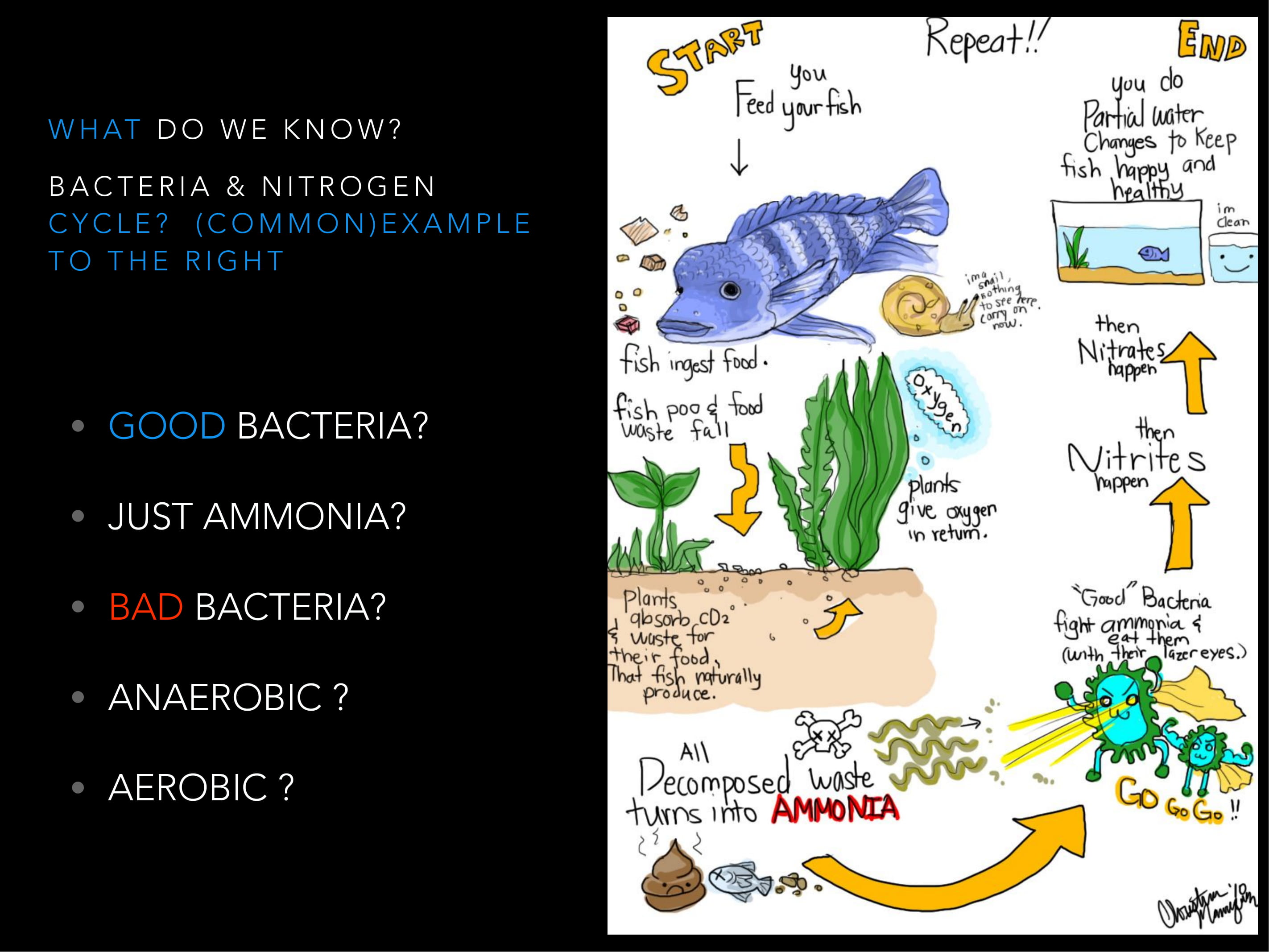 Vérités sur le cycle de l'azote et ses bactéries dans nos aquariums -  DIscusland SL